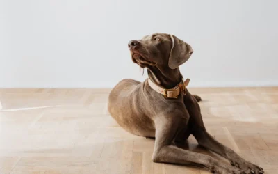 Right Size Pet Hair Vacuum Attachment for Upholstery: 2026 Guide