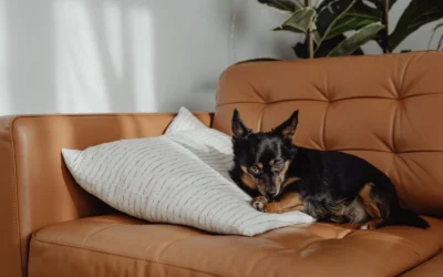 How to Reduce Pet Dander in a Small Apartment: 2026 Guide