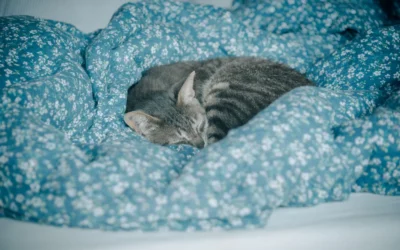 How to Sleep Better Sharing a Bed With Pets: Calm Nights Guide 2026