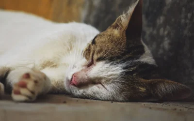 How to Stop a Cat Fountain From Making Noise: 6 Quiet Fixes in 2026