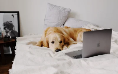 How to Stop a Dog From Destroying Beds: Practical Guide 2026