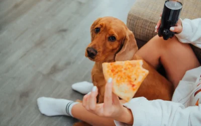 How to Stop Dog Overeating With an Automatic Feeder: Portion Guide 2026
