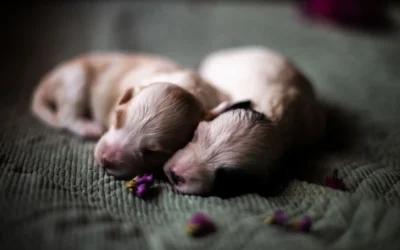How to Transition a Puppy to Its Own Bed for Peaceful Nights 2026