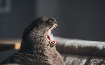 Is a Quiet Cat Fountain for Multiple Cats Worth It? In Depth Review 2026