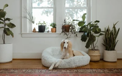 Orthopedic Dog Bed vs Cooling Dog Bed: Comfort and Support Guide for 2026