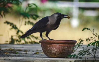 A striking crow perched on a clay bowl, highlighting its elegant black plumage in a natural setting.