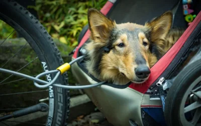 Waterproof Dog Bed Alternatives for Tight Budgets: 6 Value Picks for 2026