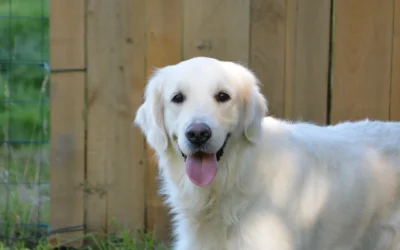 Waterproof Dog Bed Buying Guide 2026: Smart Protection and Comfort Tips