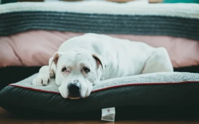 Waterproof Dog Bed vs Chew Resistant Dog Bed: Which Fits Your Dog in 2026