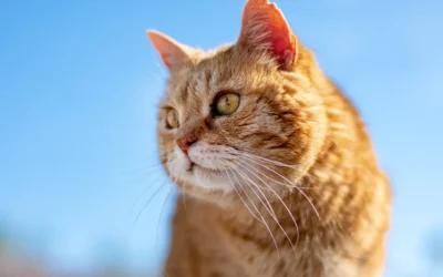 What to Look for in a WiFi Pet Camera Feeder Buying Guide 2026