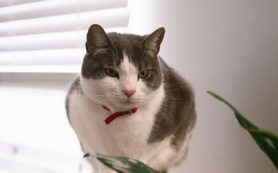 Why Will Not My Cat Drink From a Fountain? Common Reasons and Fixes