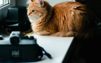Wifi Pet Camera Feeder Alternatives for Renters: 6 Compact Picks 2026